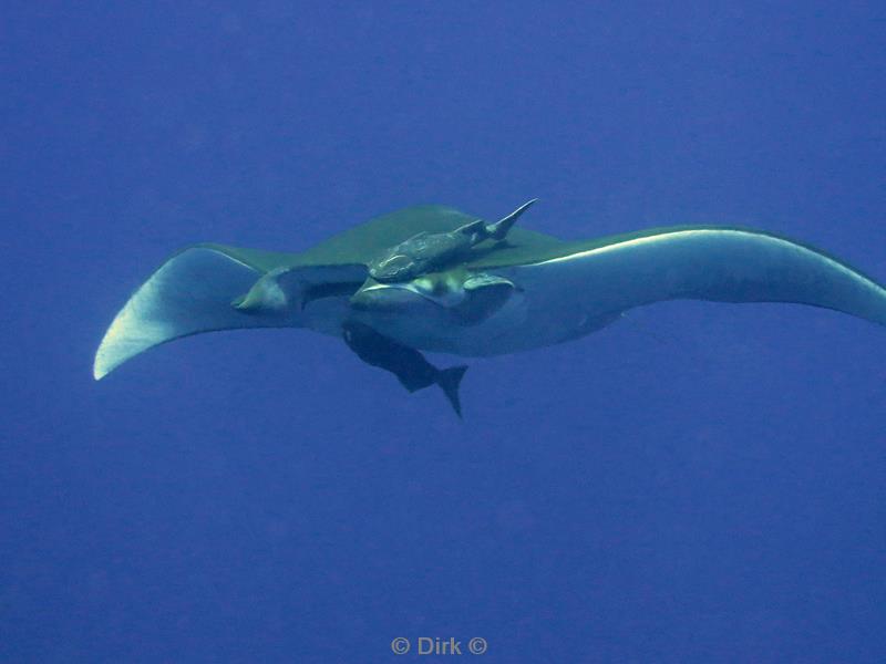 azoren pico duiken mobula duivelsrog Princess Alice Bank