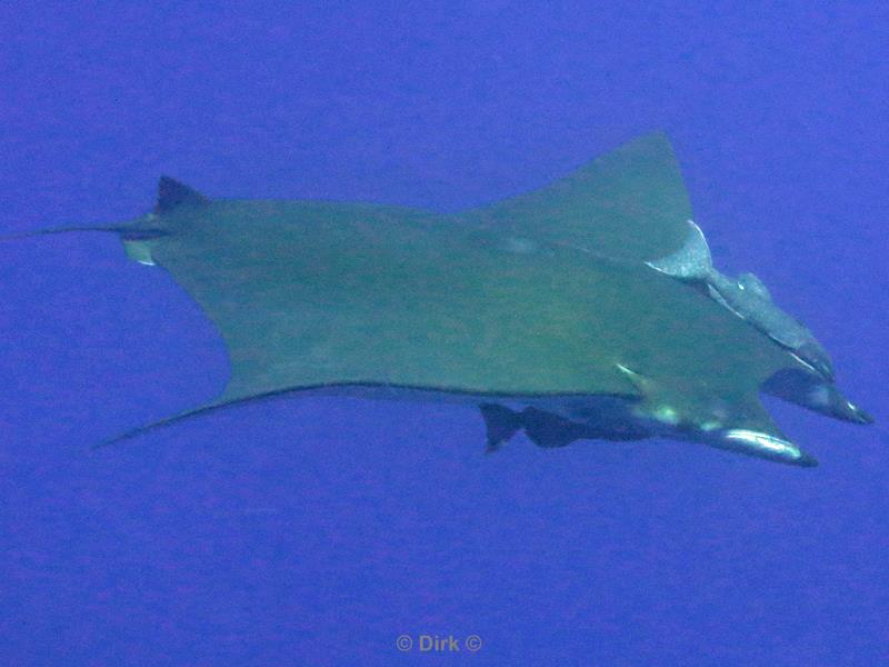 azores pico mobula devil ray princess alice bank