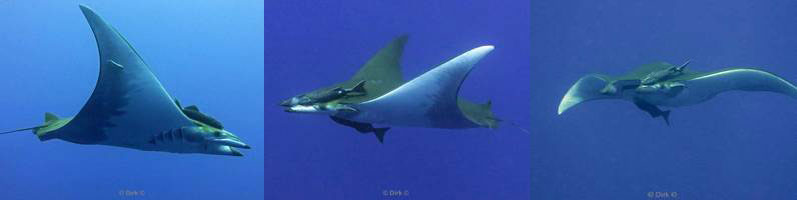 azores pico mobula