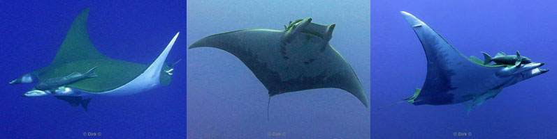 azores pico evil rays mobula