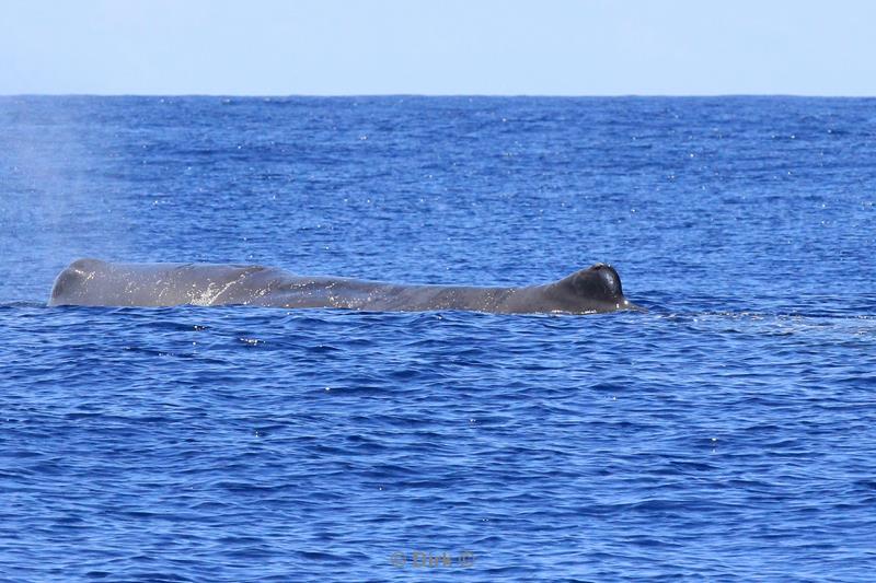 azoren potvis sperm whale