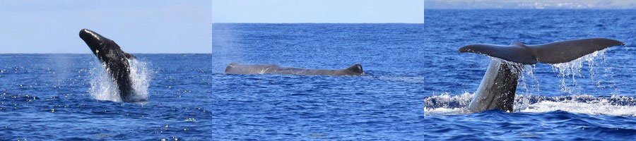 azores pico sperm whale