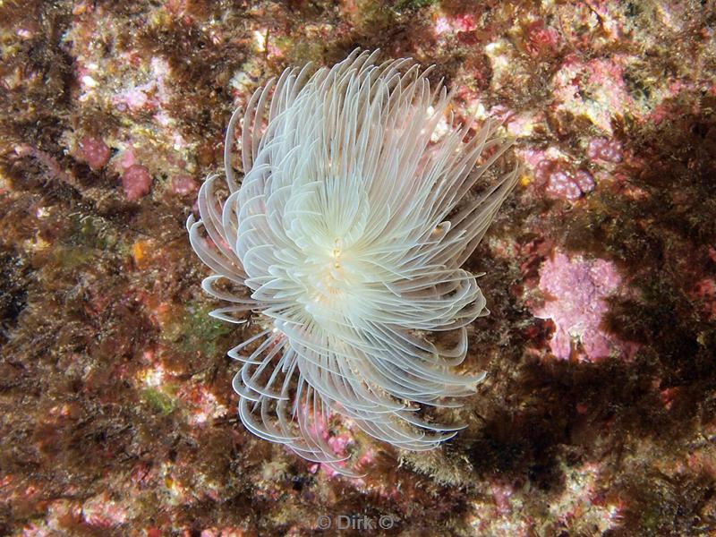 azoren duiken shrimp cave kokerworm