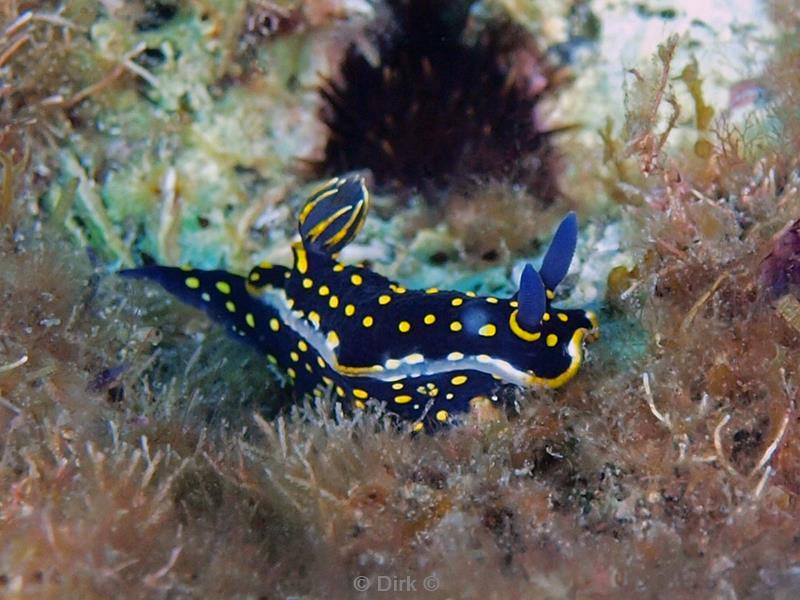 azoren duiken shrimp cave nudibranch