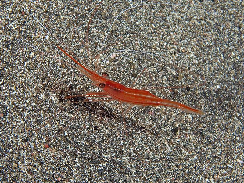 azoren duiken shrimp cave striped shrim