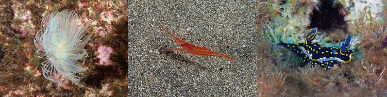 azoren duiken Faial shrimp cave