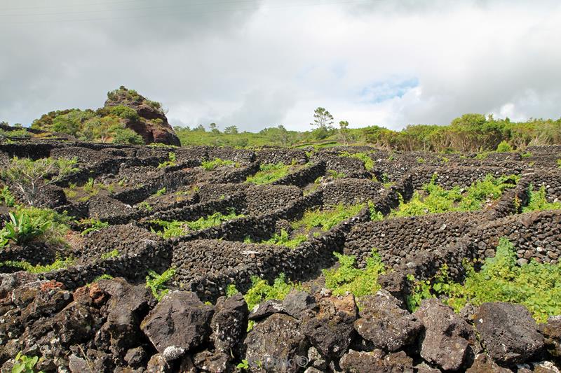 azores unesco vineyards pico