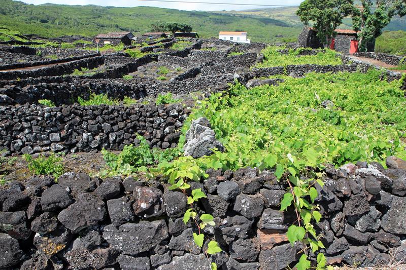 azores unesco vineyards pico