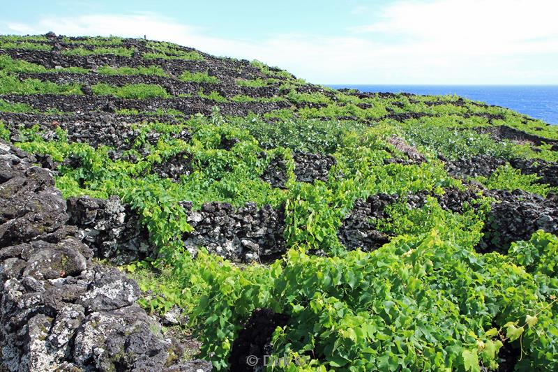 azores unesco vineyards pico