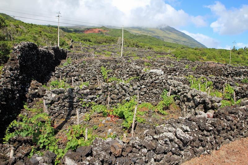 azores unesco vineyards pico