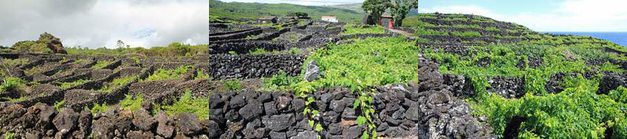 azores pico unesco vineyards