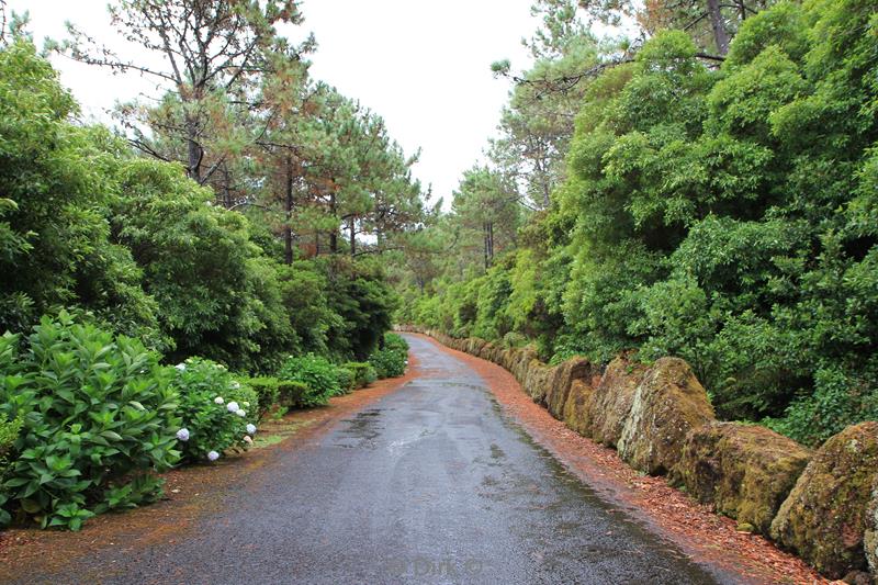 azores roads pico