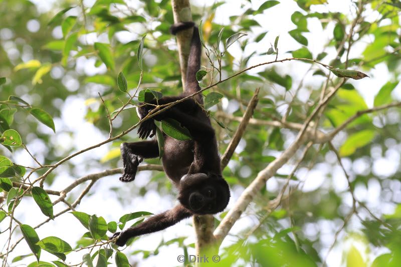 belize caracol san ignacio