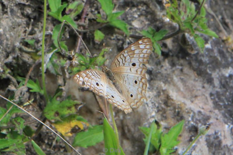 belize caracol san ignacio