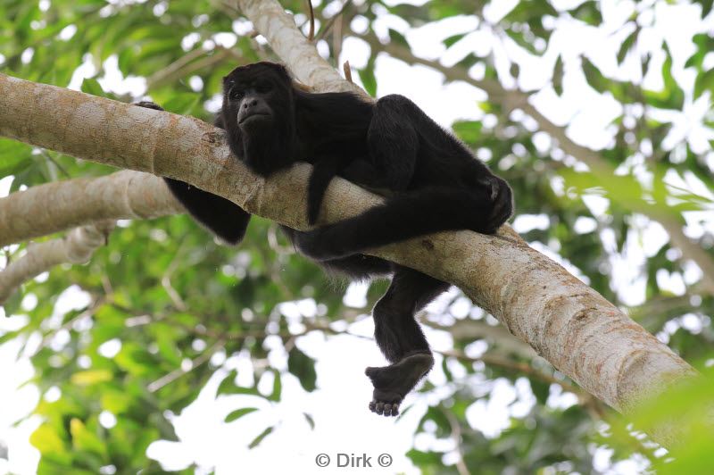 belize caracol san ignacio