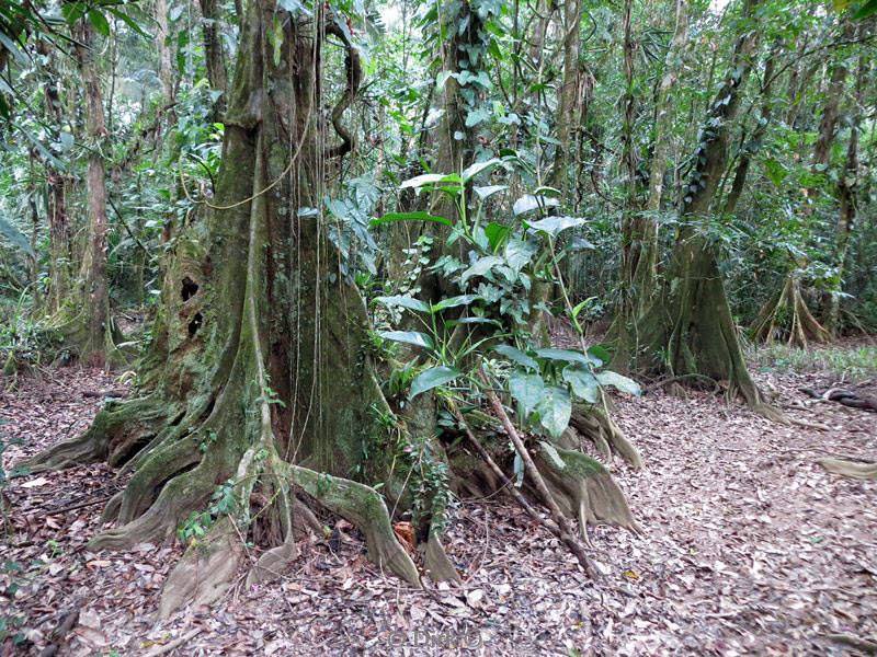 belize placentcia cockscomb jaguar