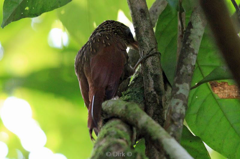 belize placentcia cockscomb jaguar