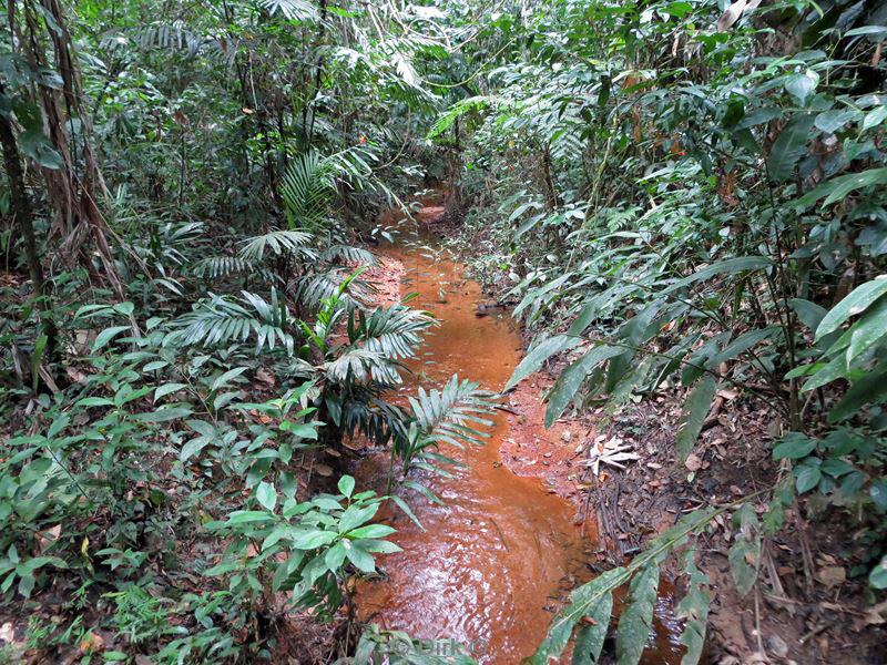 belize placentcia cockscomb jaguar