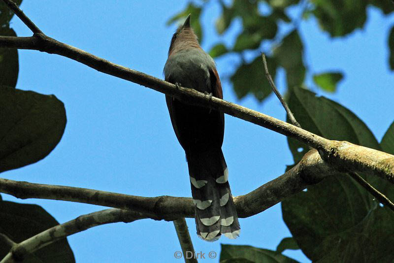 belize placentcia cockscomb jaguar