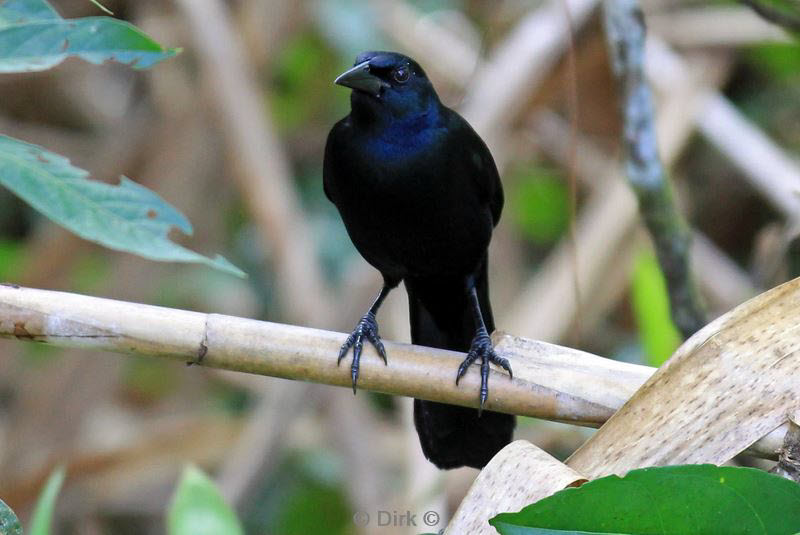 belize placentcia cockscomb jaguar