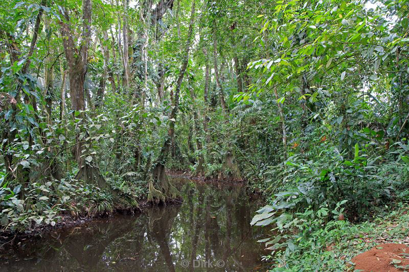 belize placentcia cockscomb jaguar