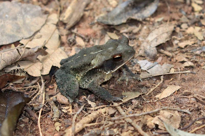 belize placentcia cockscomb jaguar