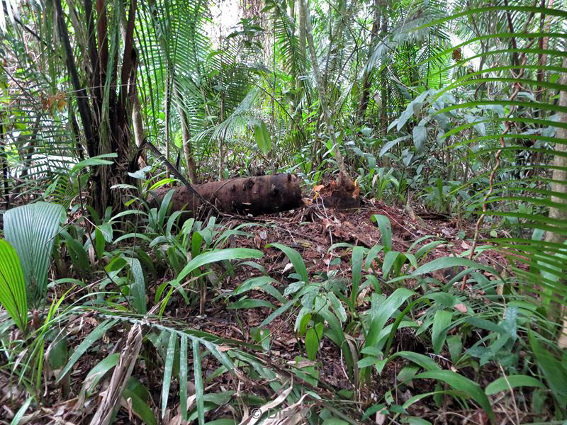 belize placentcia cockscomb jaguar