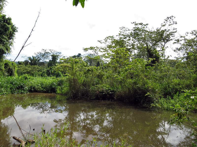 belize placentcia cockscomb jaguar