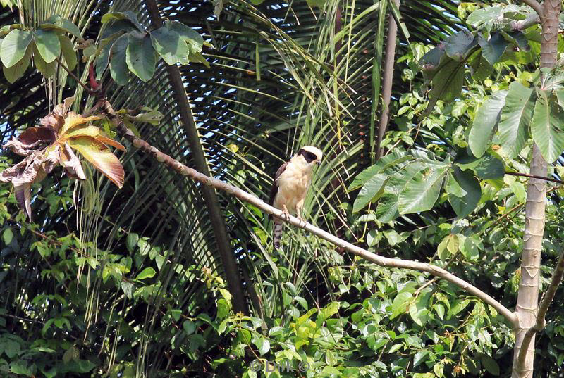 belize placentcia cockscomb jaguar