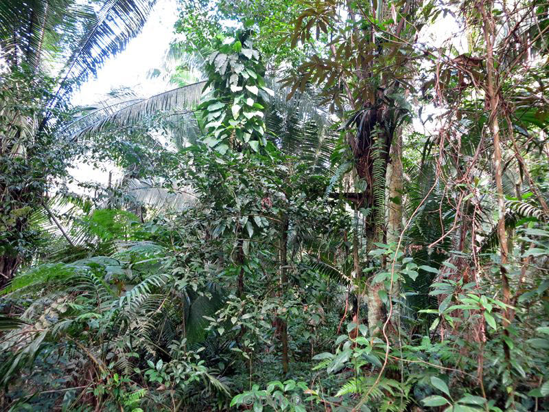 belize placentcia cockscomb jaguar