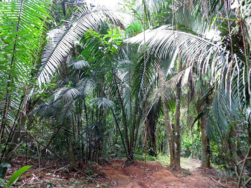 belize placentcia cockscomb jaguar