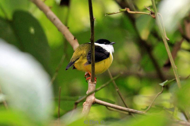 belize placentcia cockscomb jaguar