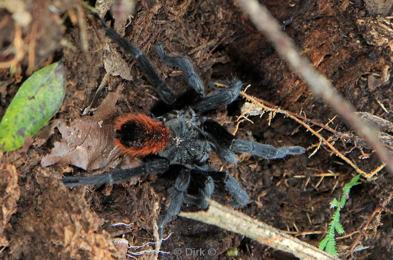 belize placentcia cockscomb jaguar