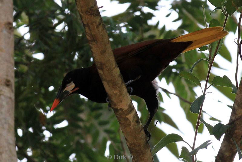 belize placentcia cockscomb jaguar