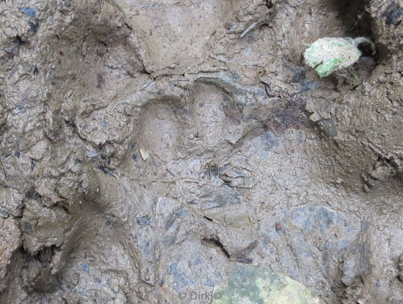 belize placentcia cockscomb jaguar