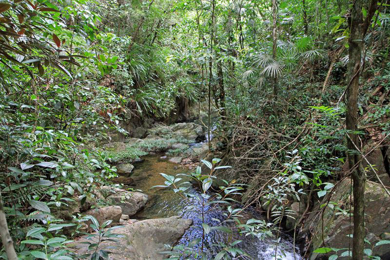 belize placentcia cockscomb jaguar
