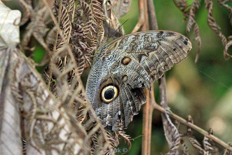 belize placentcia cockscomb jaguar