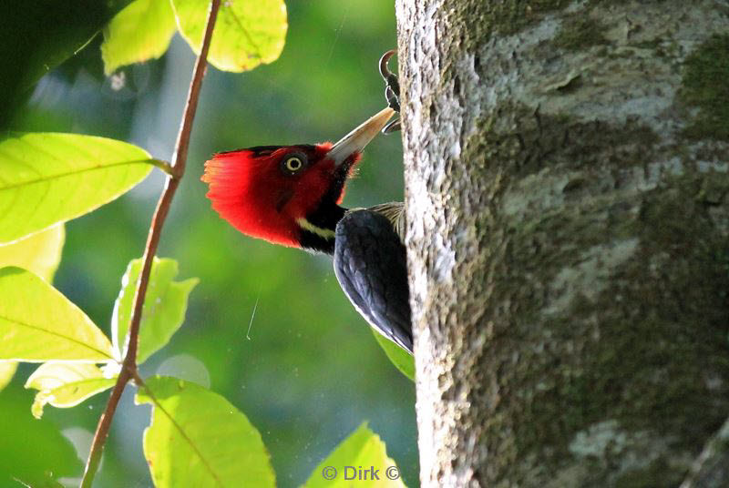belize placentcia cockscomb jaguar