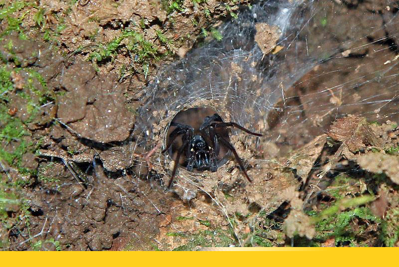 belize placentcia cockscomb jaguar