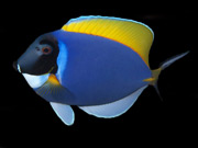 surgeonfish doktersvis