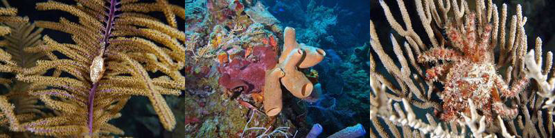 belize diving caribbean sea