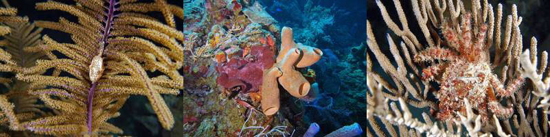 belize huracan long caye lighthouse reef caribbean sea