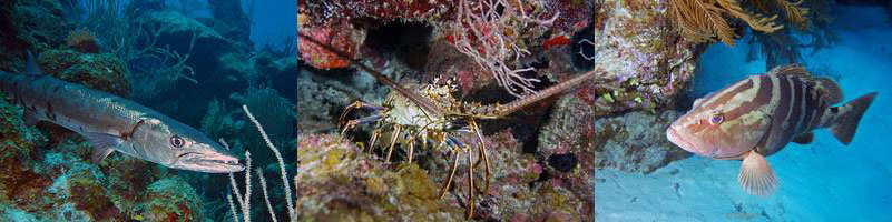 belize huracan long caye lighthouse reef caribbean sea