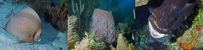 belize huracan long caye lighthouse reef caribbean sea