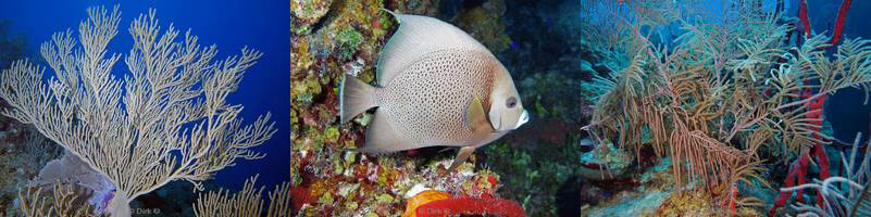 belize huracan long caye lighthouse reef caribbean sea