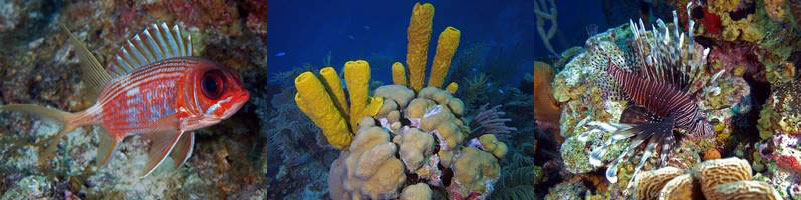 belize huracan long caye lighthouse reef caribbean sea