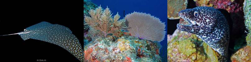 belize huracan long caye lighthouse reef caribbean sea