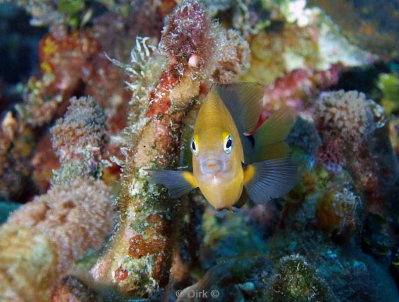 duiken belize 