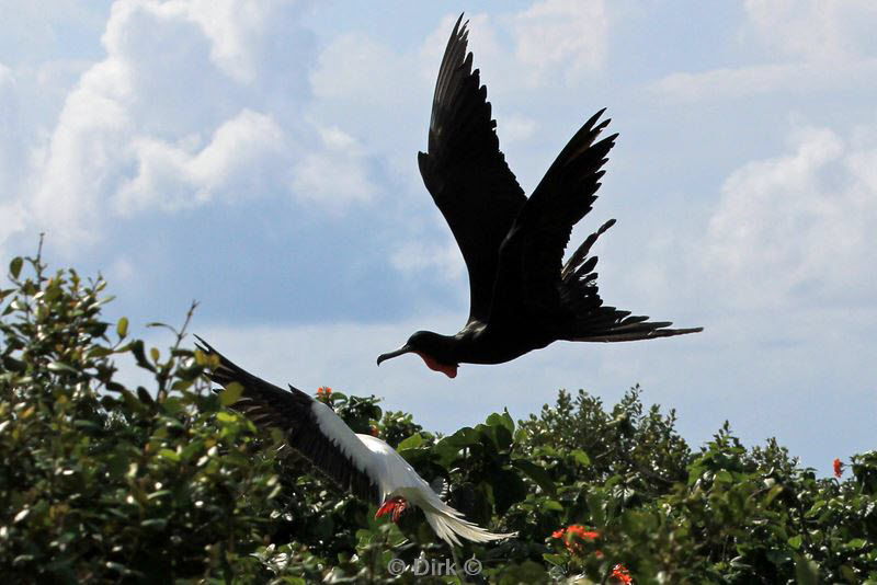 belize lighthouse reef red footed booby