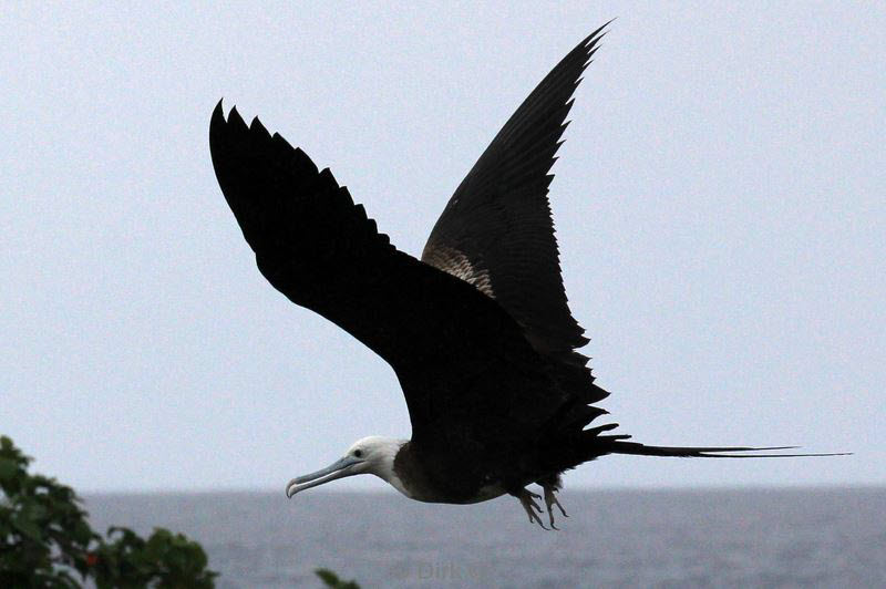 belize lighthouse reef frigatebird